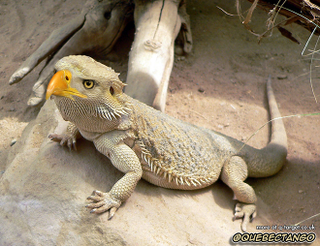 Illustration for article titled Yikes, these animal hybrids are so hilariously terrifying